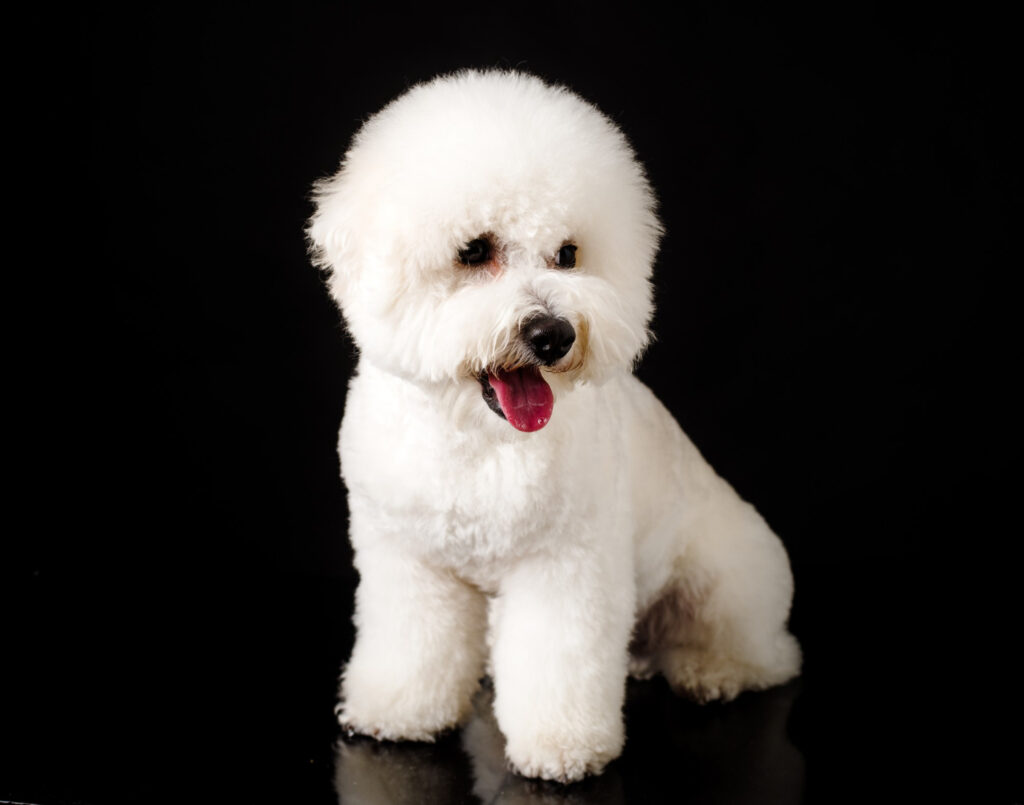 tratament-otita-bichon-4
