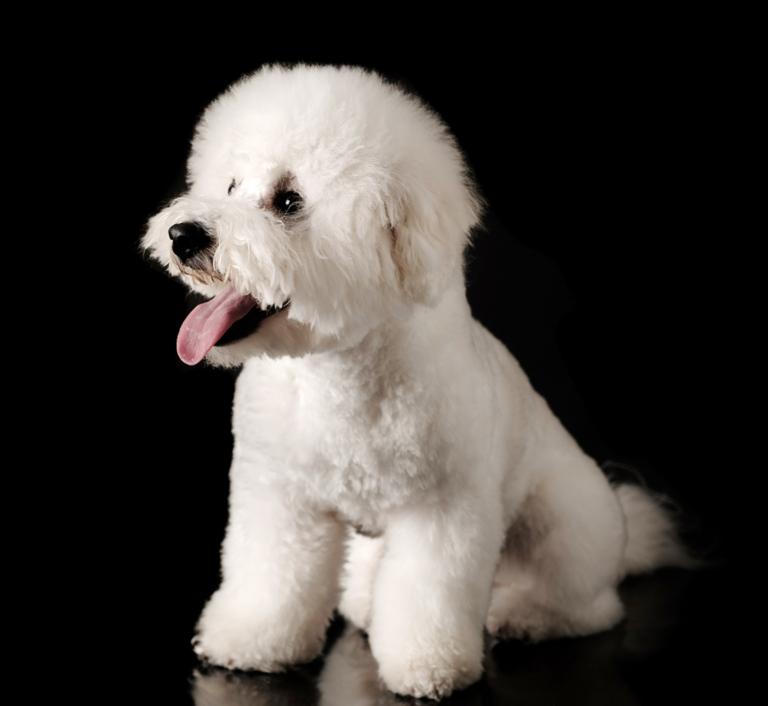 tratament-otita-bichon