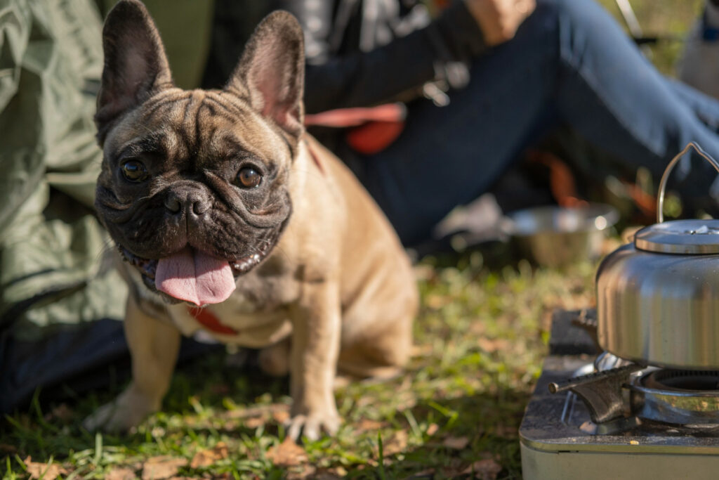 alimentatie-buldog-francez-3