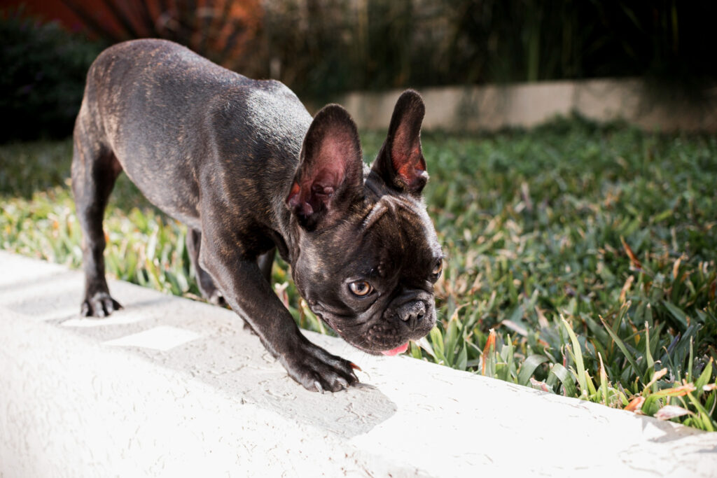 alimentatie-buldog-francez-4