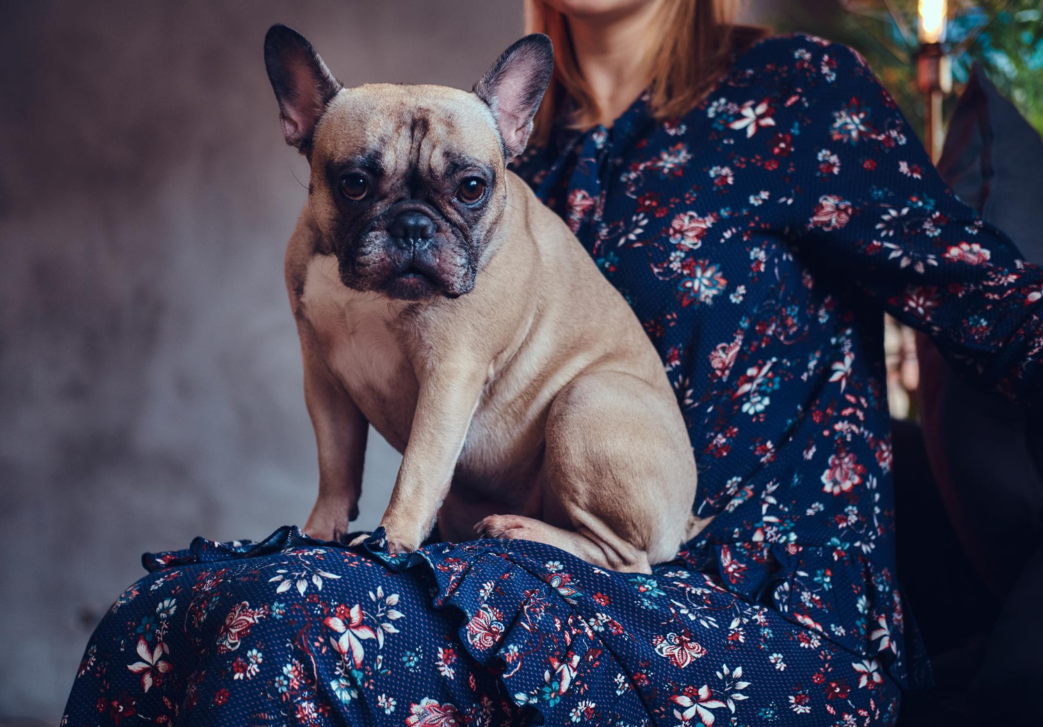 alimentatie-buldog-francez