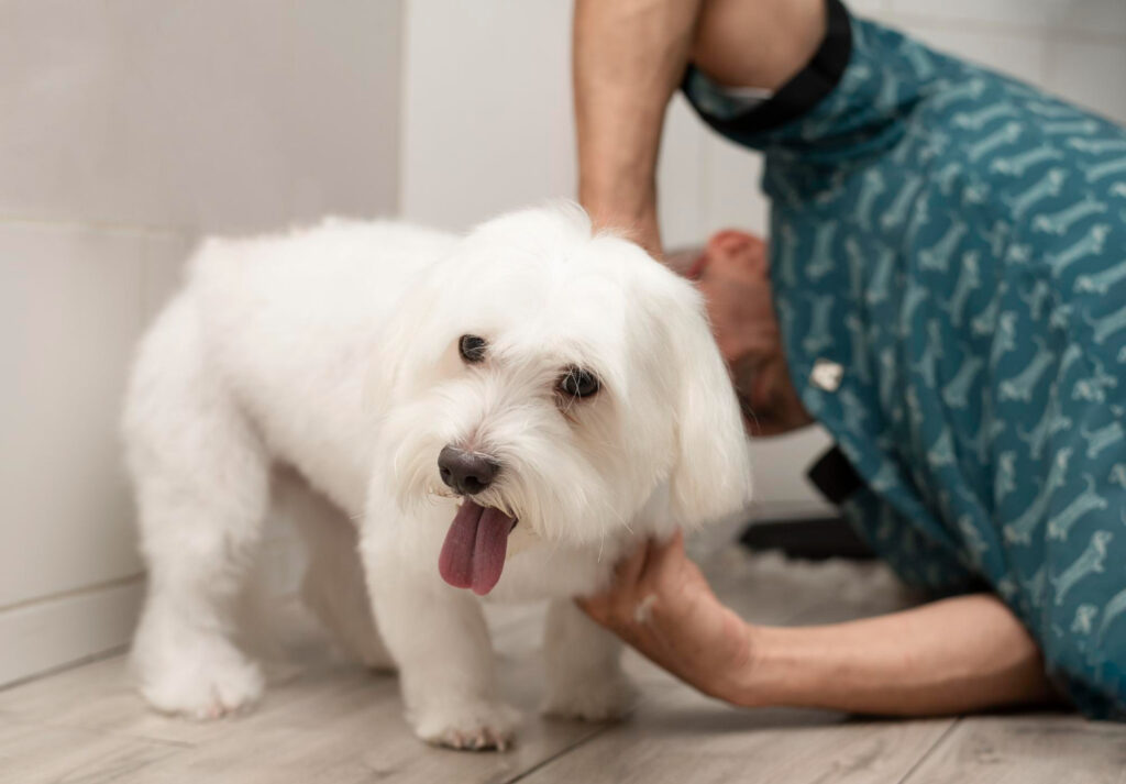 bichon-constipat-1