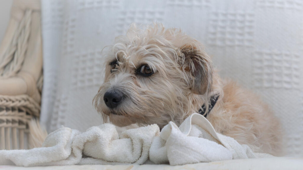 bichon-constipat-2