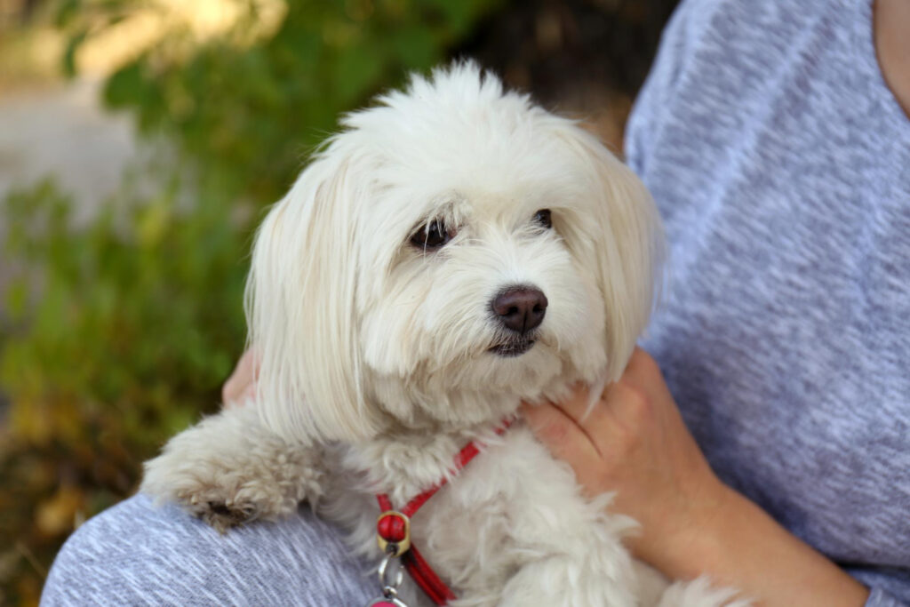 bichon-constipat-4
