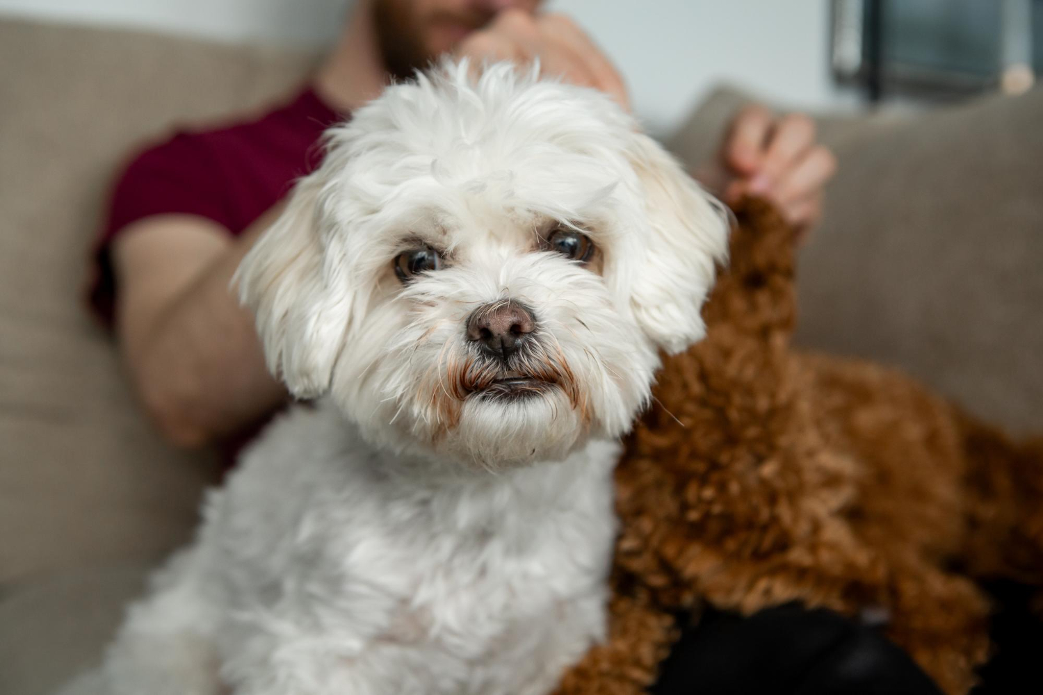 bichon-constipat