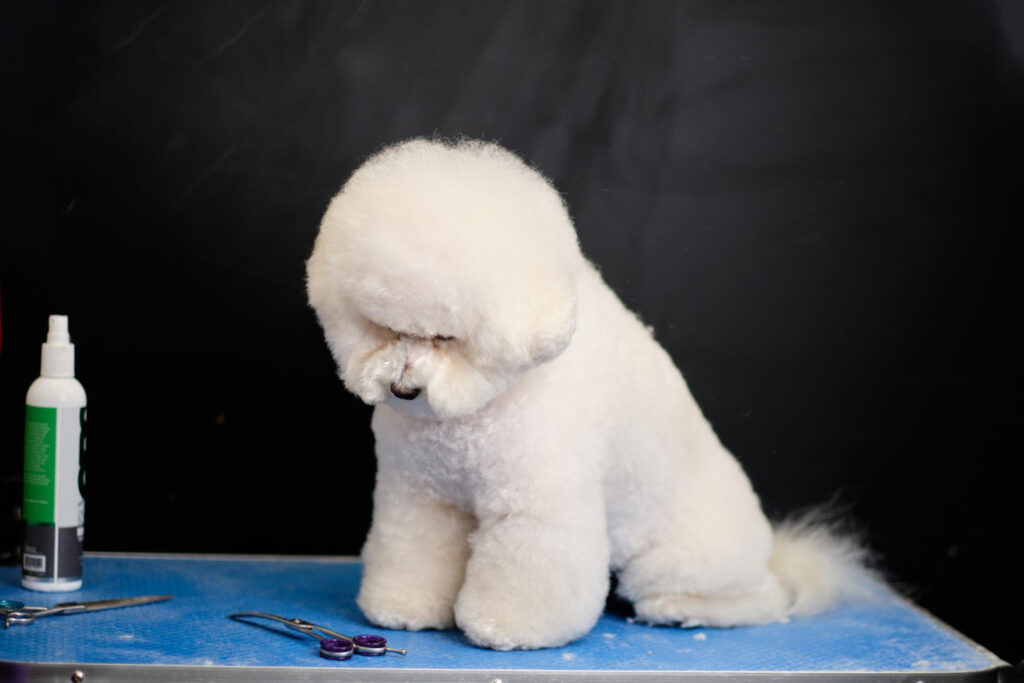 cat-mananca-un-bichon-pe-zi-1