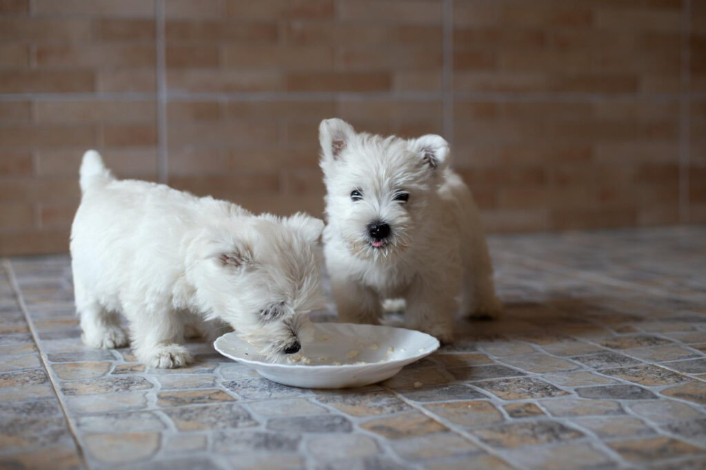 cat-mananca-un-bichon-pe-zi-2