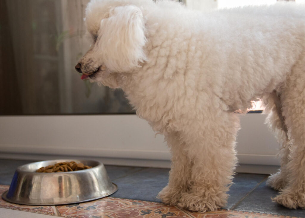 cat-mananca-un-bichon-pe-zi-3