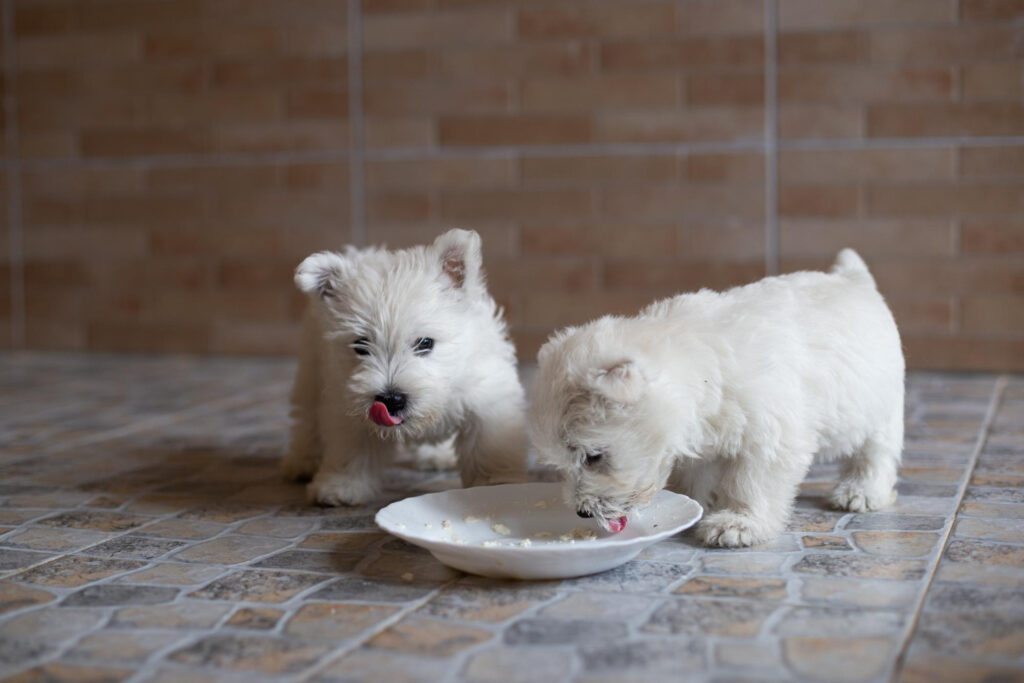 cat-mananca-un-bichon-pe-zi-4