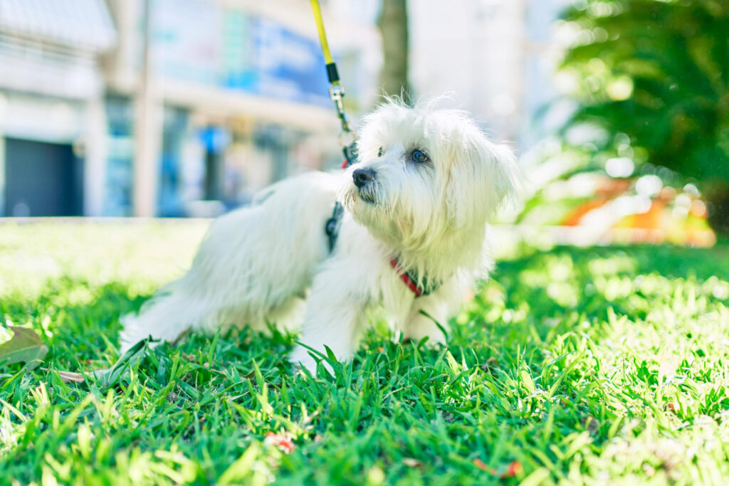 ce-are-voie-sa-manance-un-bichon-maltez-2