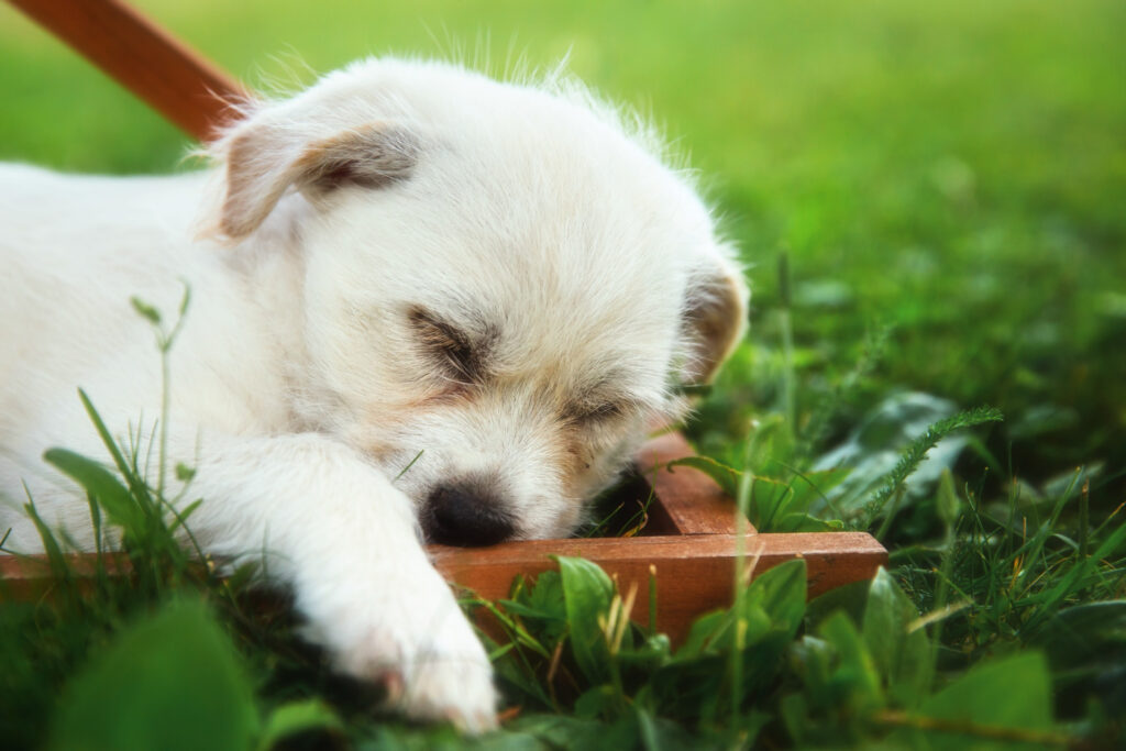 ce-are-voie-sa-manance-un-bichon-maltez-3