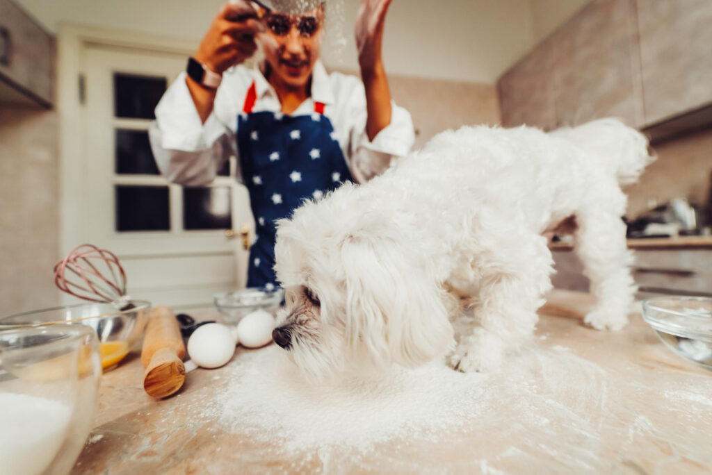 ce-are-voie-sa-manance-un-bichon-maltez-4