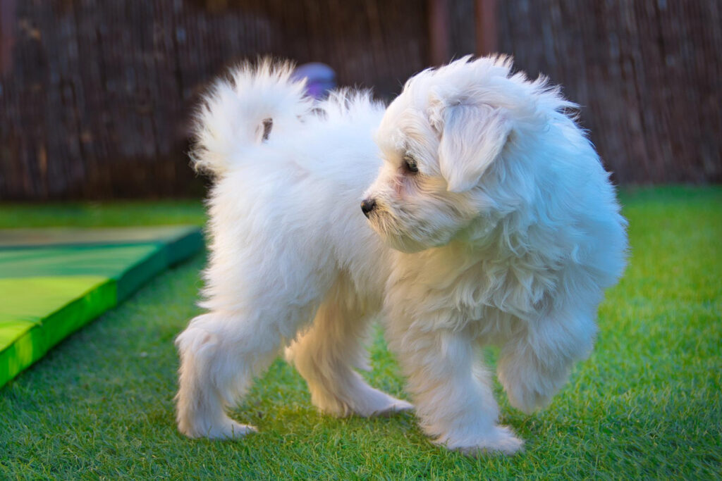 ce-mananca-un-bichon-de-6-saptamani-1