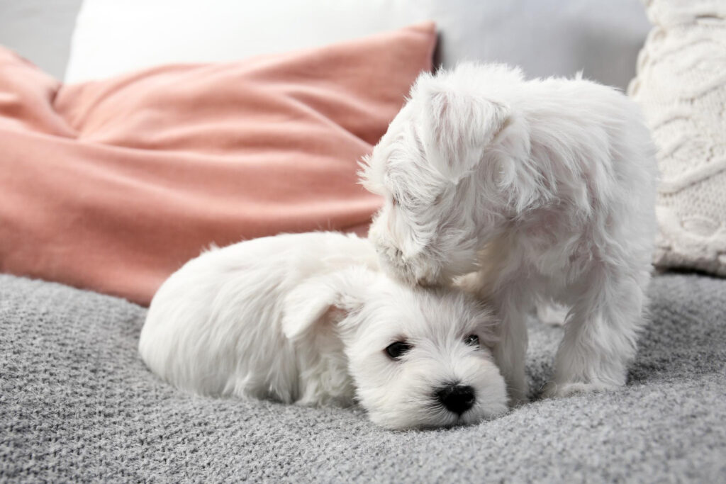 ce-mananca-un-bichon-de-6-saptamani-2
