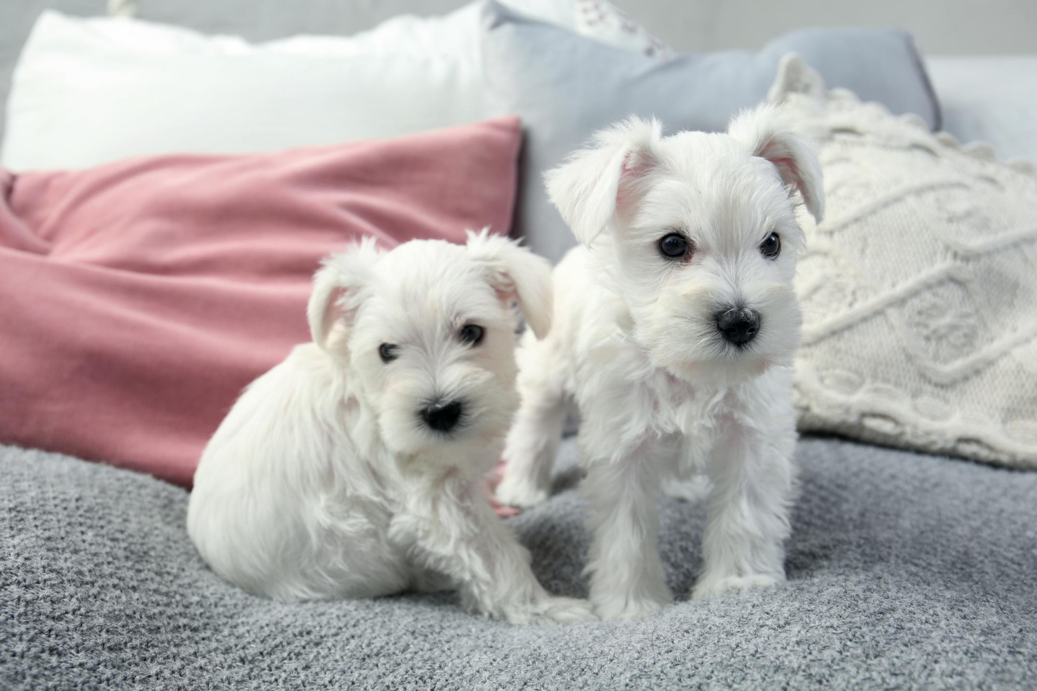 ce-mananca-un-bichon-de-6-saptamani