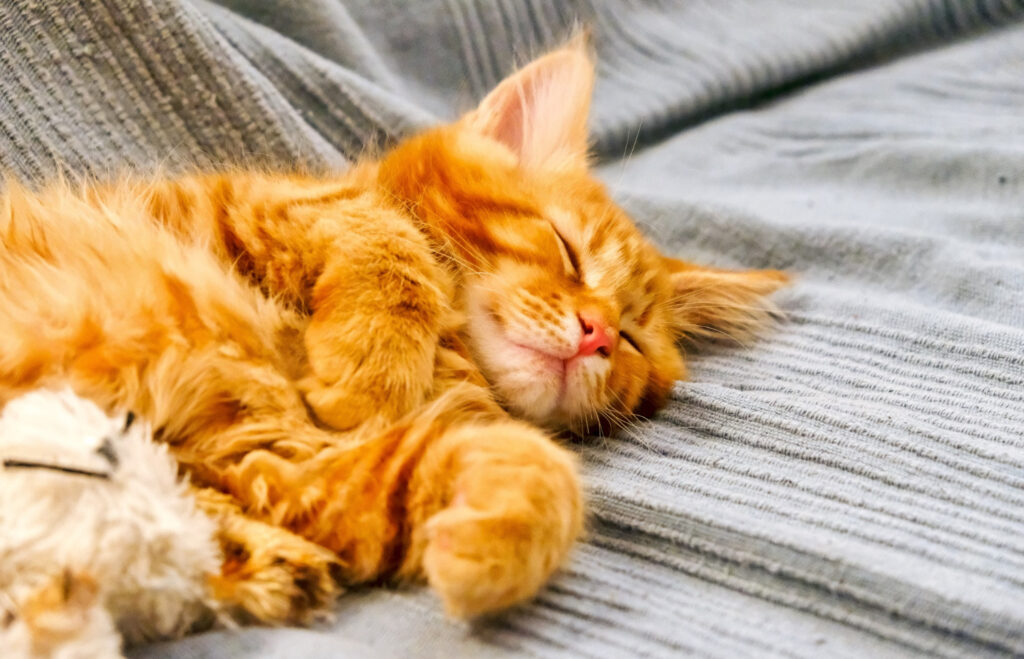 de-cate-ori-trebuie-sa-manance-o-pisica-pe-zi-2