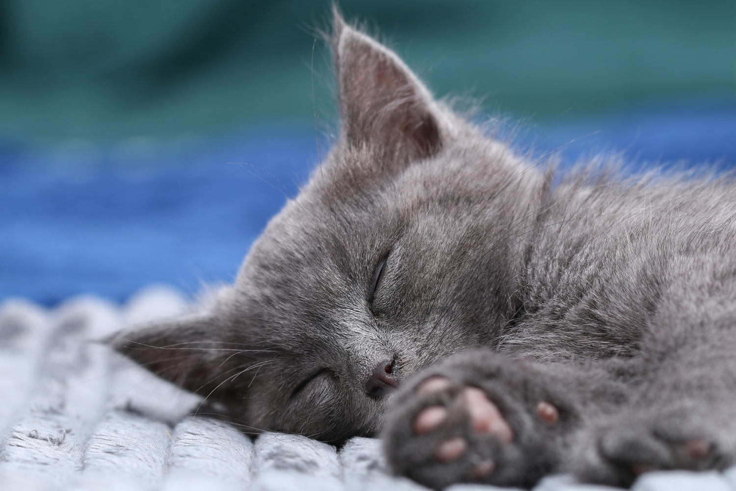 de-cate-ori-trebuie-sa-manance-o-pisica-pe-zi