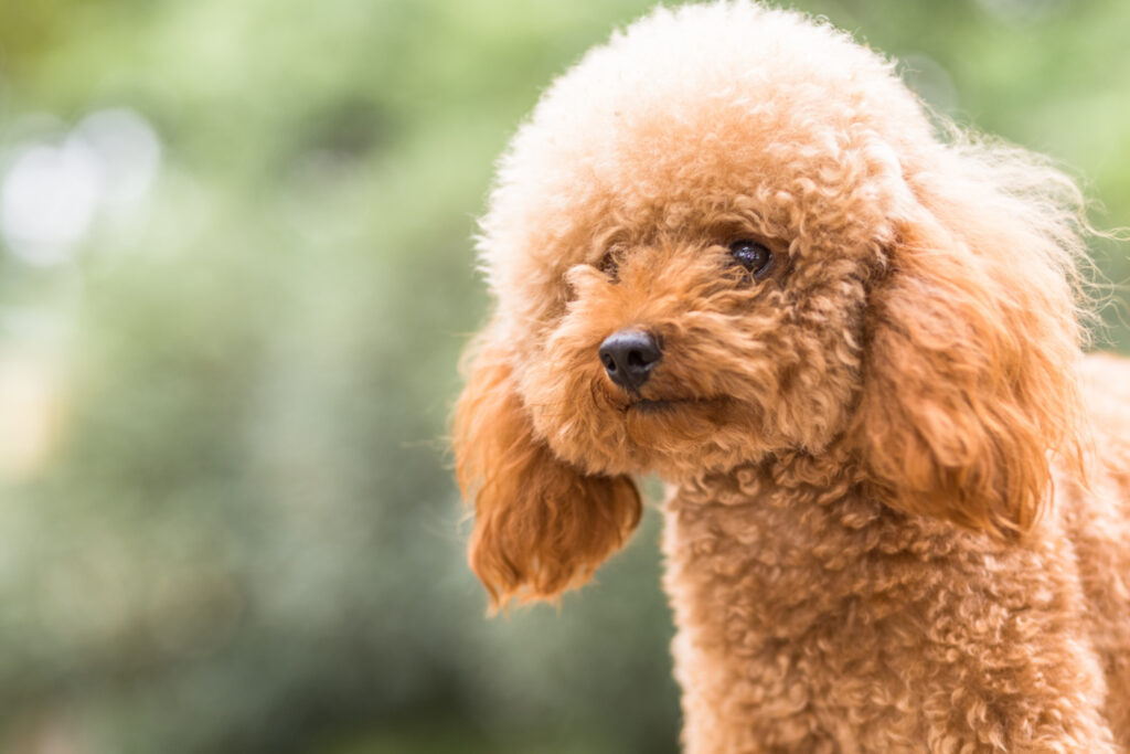 deparazitare-interna-bichon-2