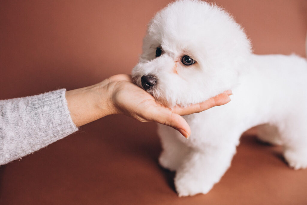 deparazitare-interna-bichon-3