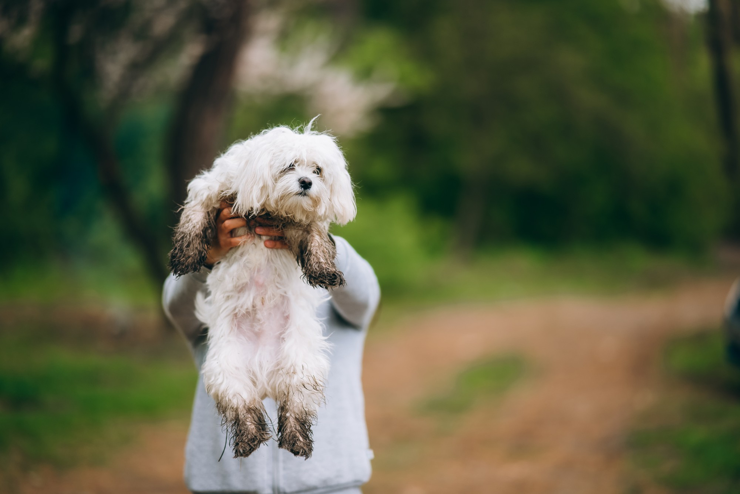 deparazitare-interna-bichon