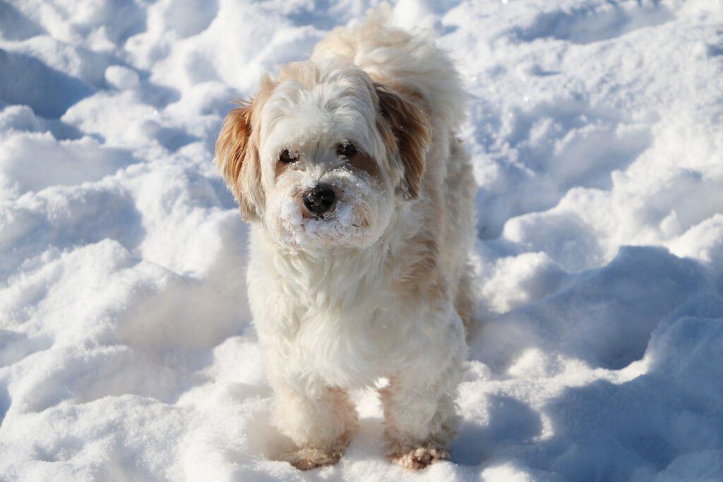deparazitarea-externa-bichon-3
