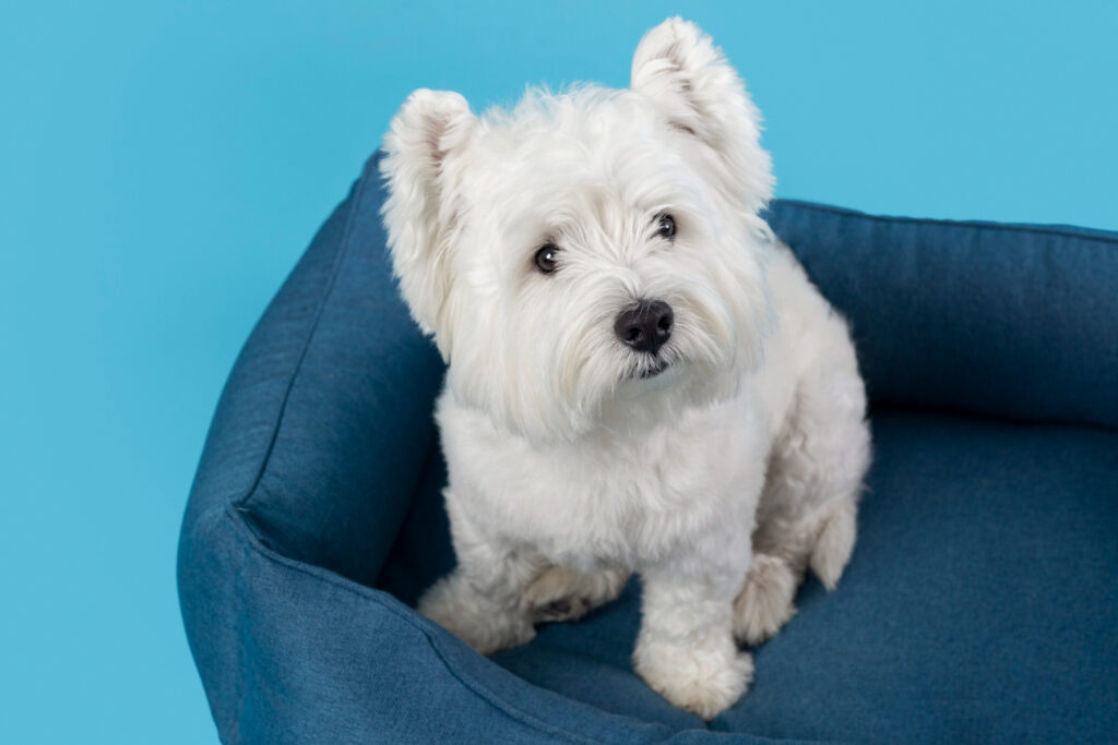 deparazitarea-externa-bichon-4