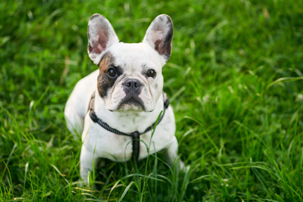 dermatita-buldog-1