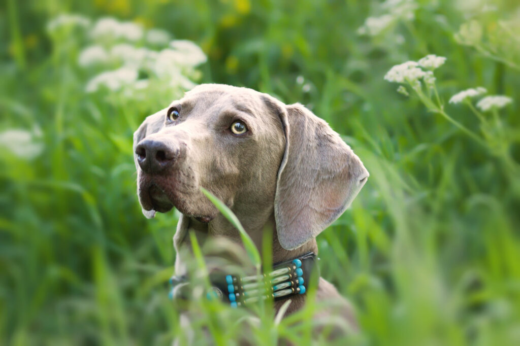 dermatita-labrador-3