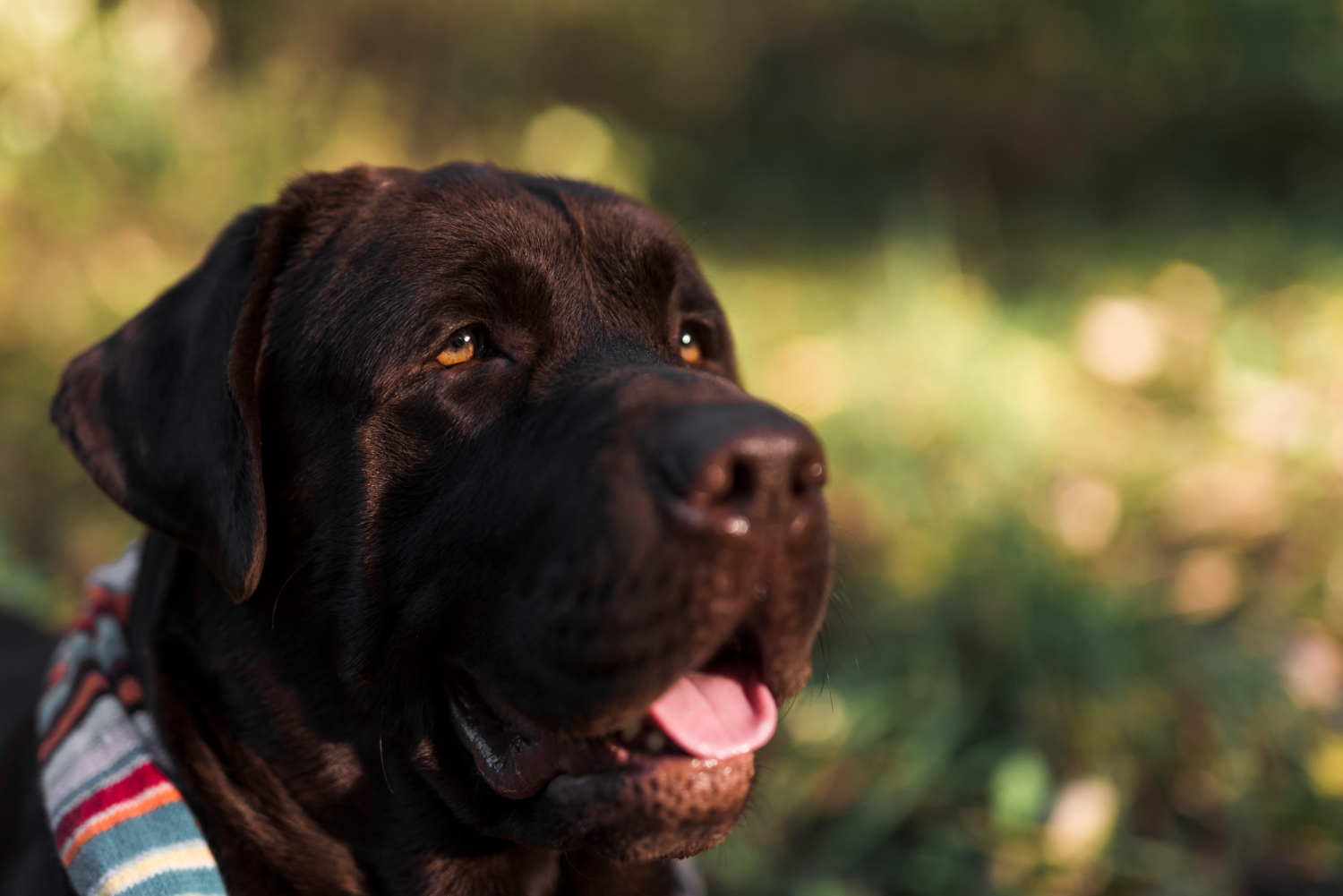 dermatita-labrador