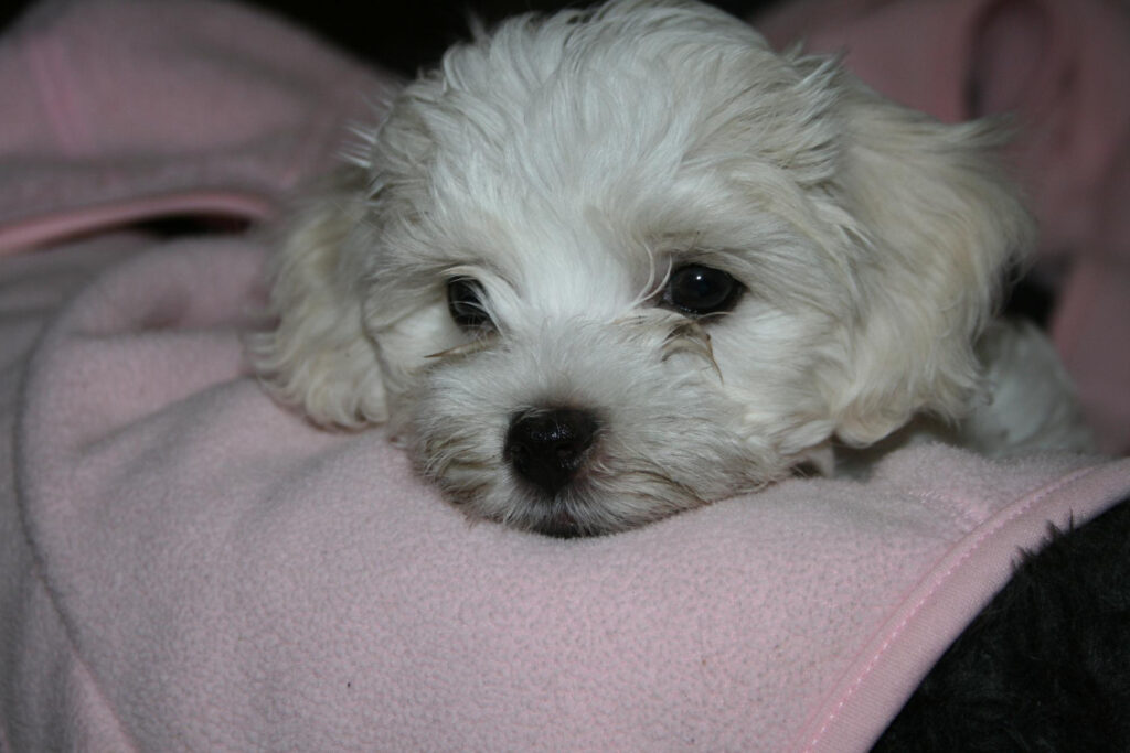 infectie-ureche-bichon-1