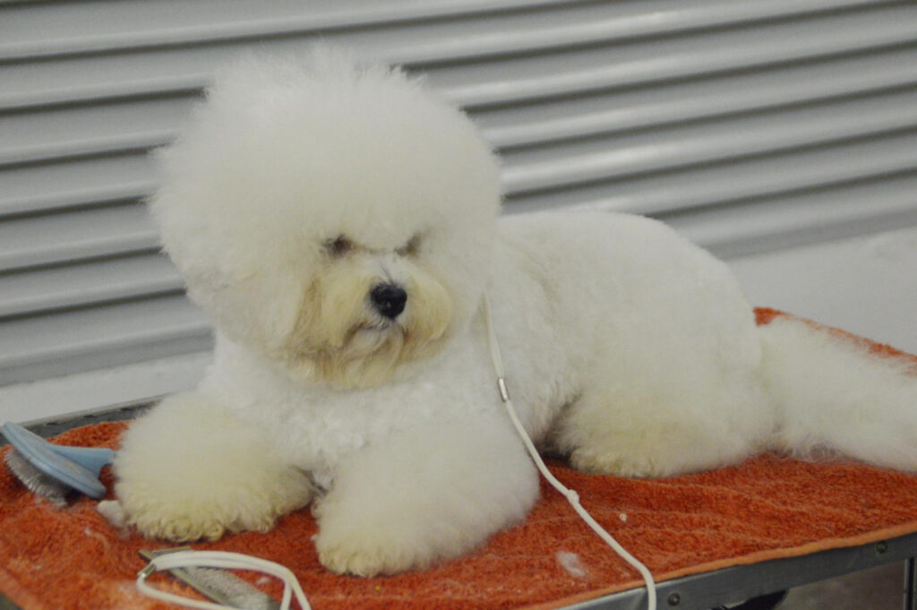 infectie-ureche-bichon-2