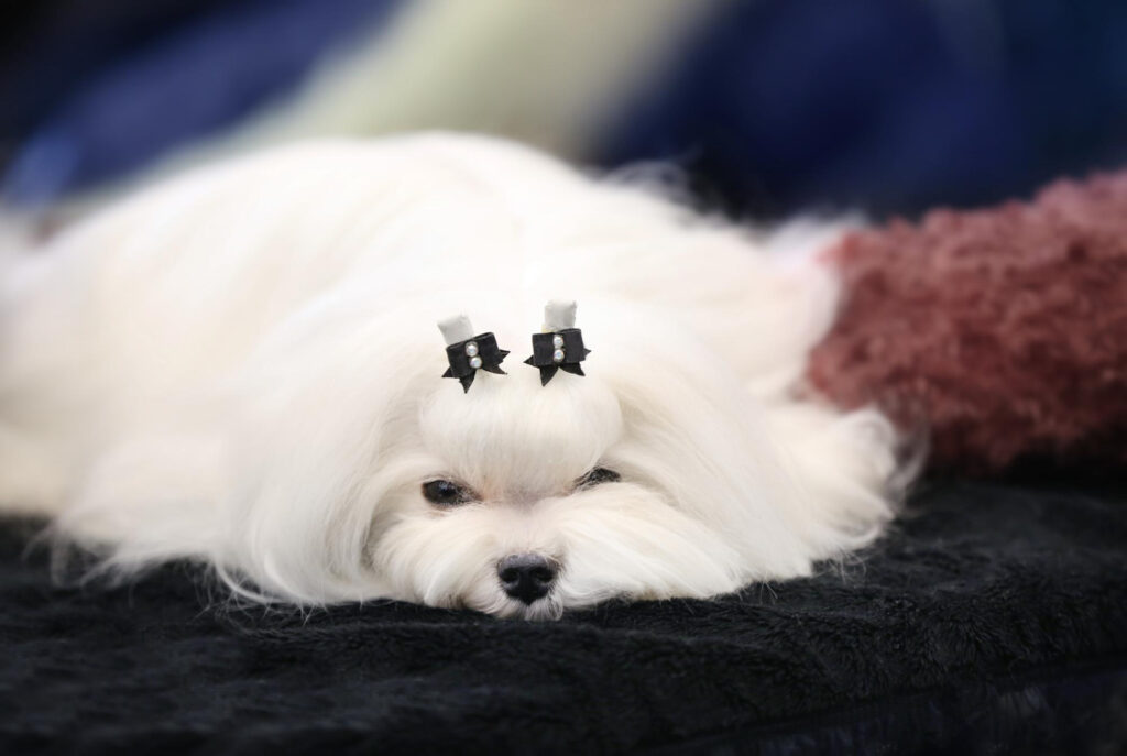 infectie-ureche-bichon-3