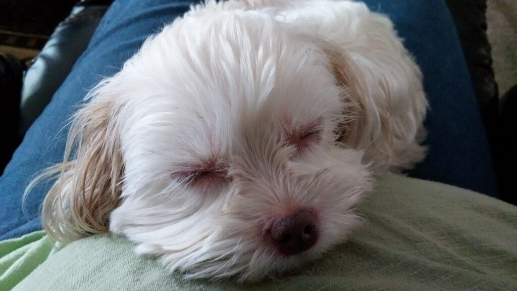 infectie-ureche-bichon-4