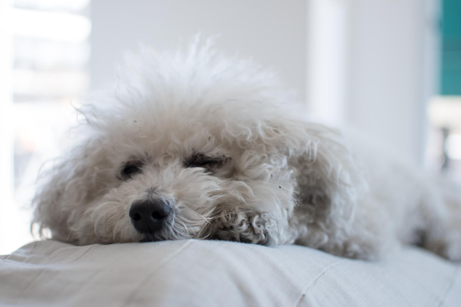 infectie-ureche-bichon