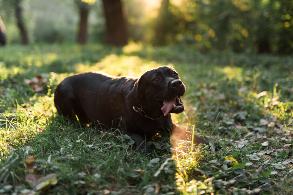 labrador-epilepsie-2