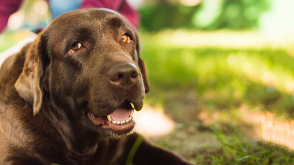 labrador-epilepsie-3