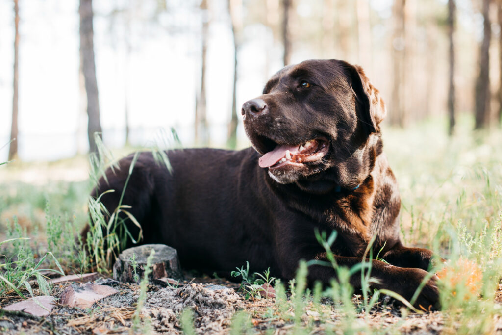 labrador-epilepsie-4