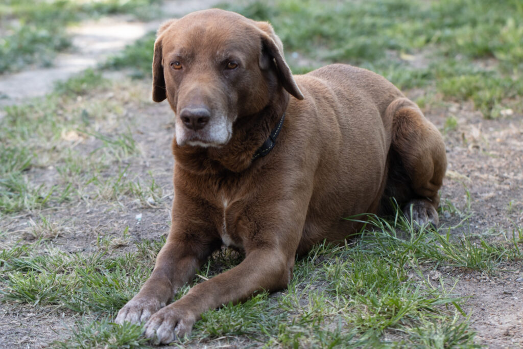 labrador-vomita-3