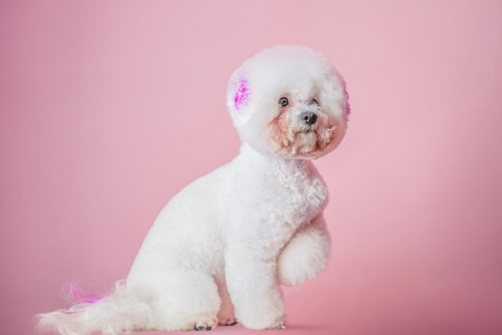 otita-caini-bichon-3