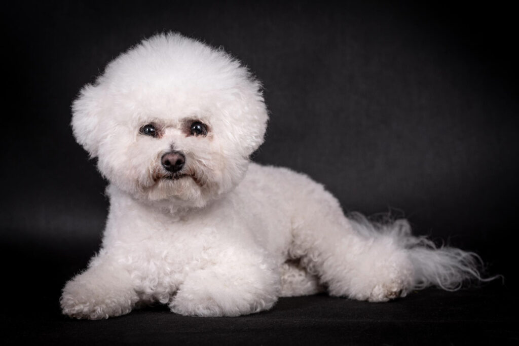 otita-caini-bichon-4