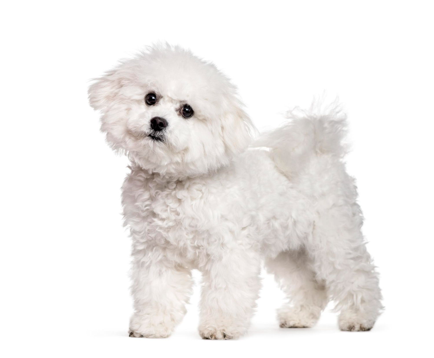 otita-caini-bichon