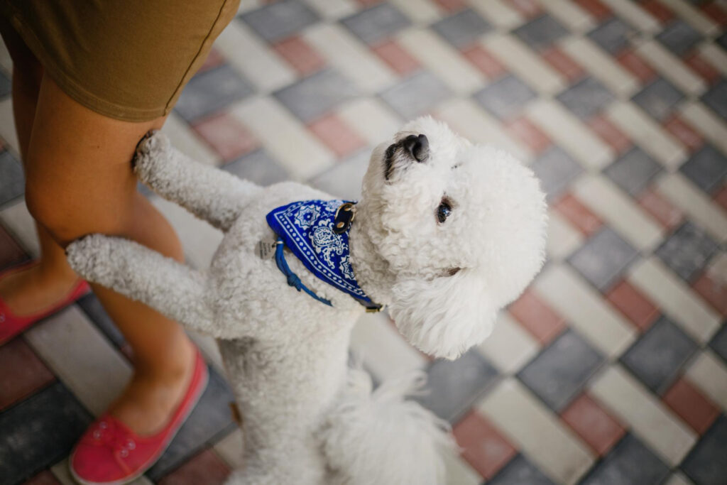 recompense-caini-bichon-1