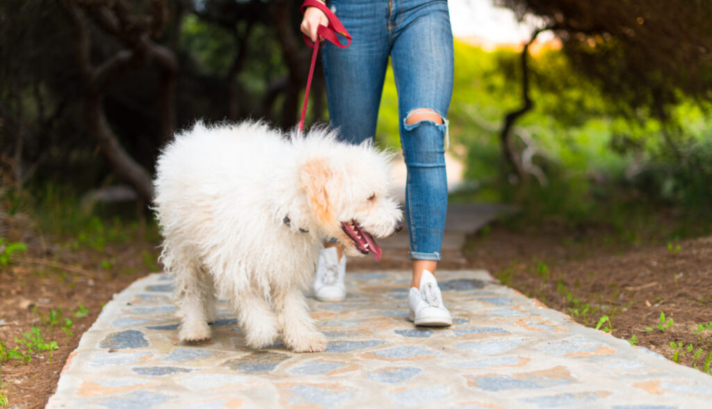 recompense-caini-bichon-2