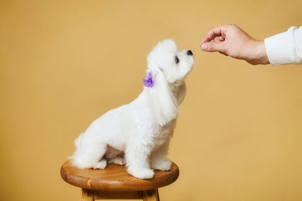 recompense-caini-bichon-3