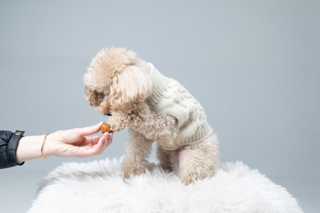 recompense-caini-bichon-4