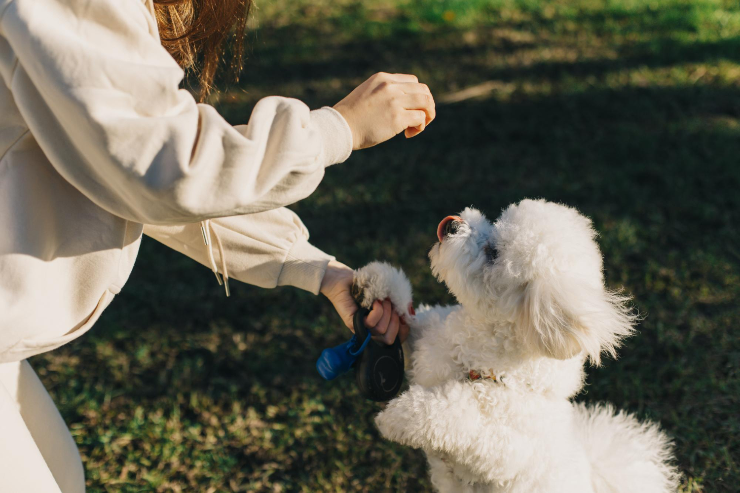 recompense-caini-bichon