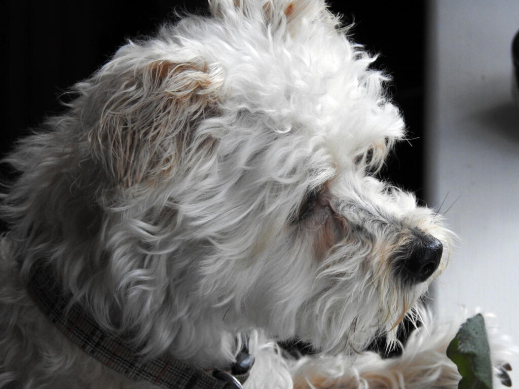simptome-dupa-vaccin-bichon-1
