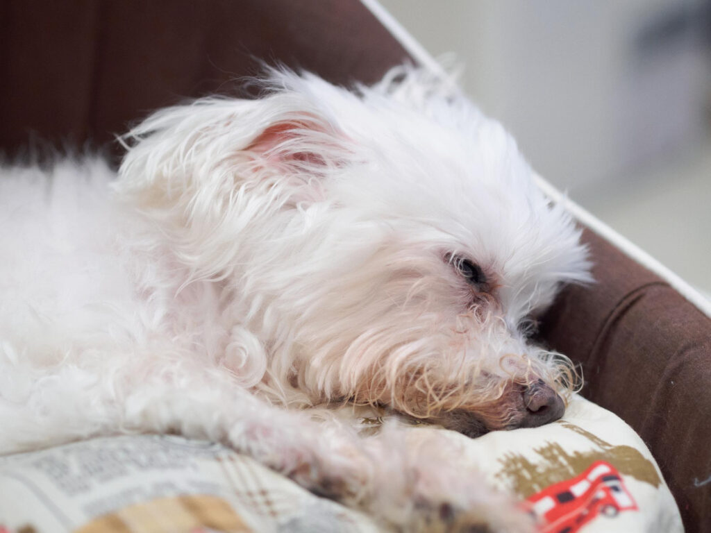 simptome-dupa-vaccin-bichon-3