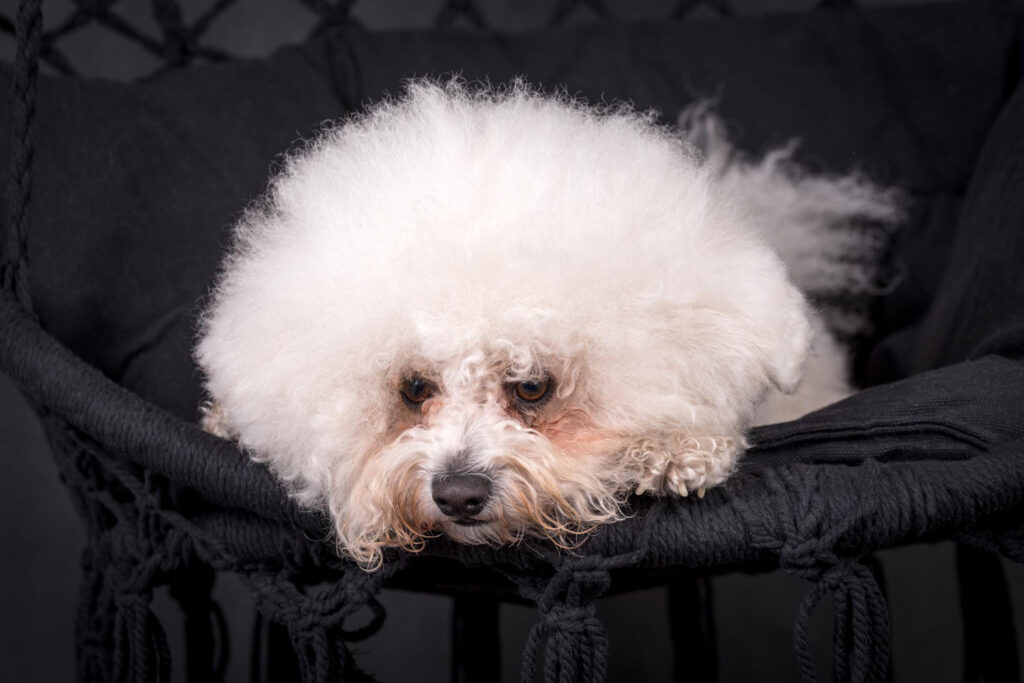 simptome-dupa-vaccin-bichon-4