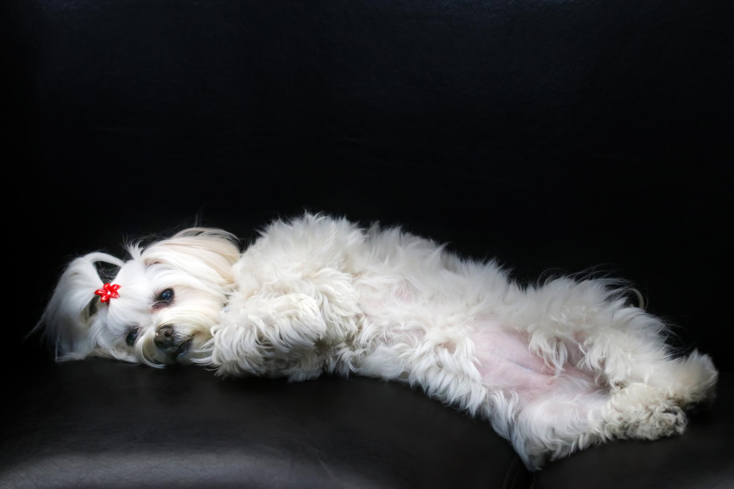simptome-dupa-vaccin-bichon